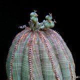 Euphorbia obesa (female) P1220168.JPG
